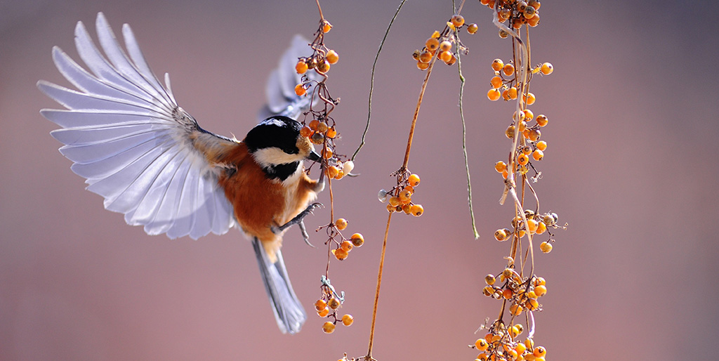Eine Meise frisst im Flug eine Beere an herunterhängenden Zweigen und erinnert daran, dass ein Vogel stets ins Licht fliegt hinaus aus dem Gedankengefängnis.