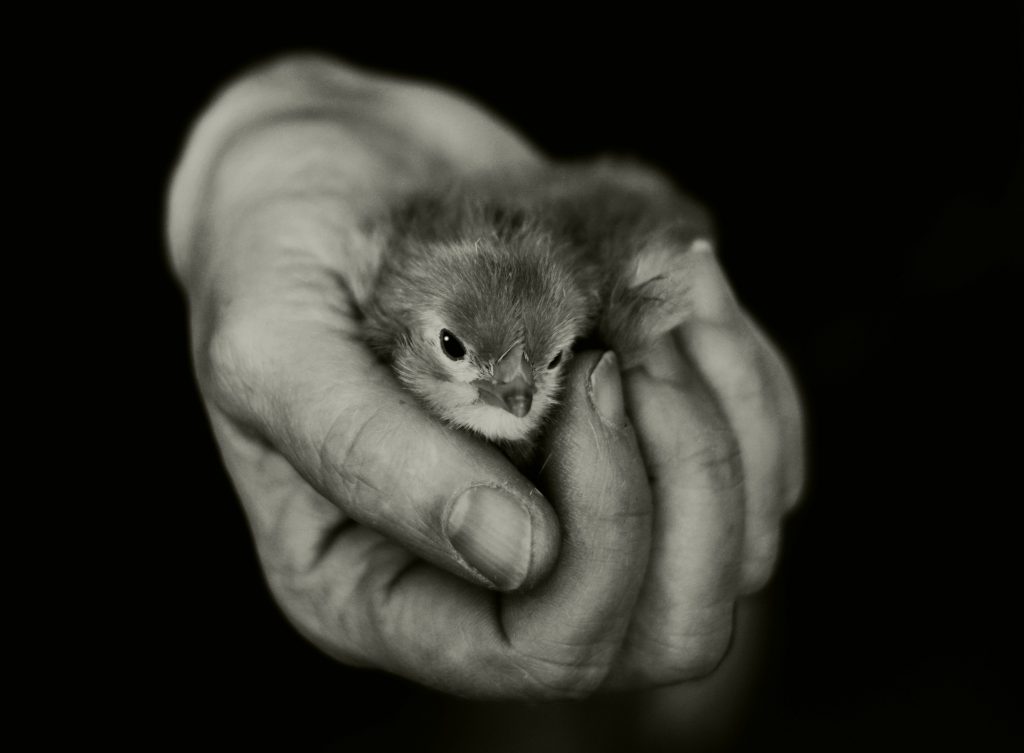 Eine Hand hält ein kleines Küken. Es ist geborgen und getragen.
