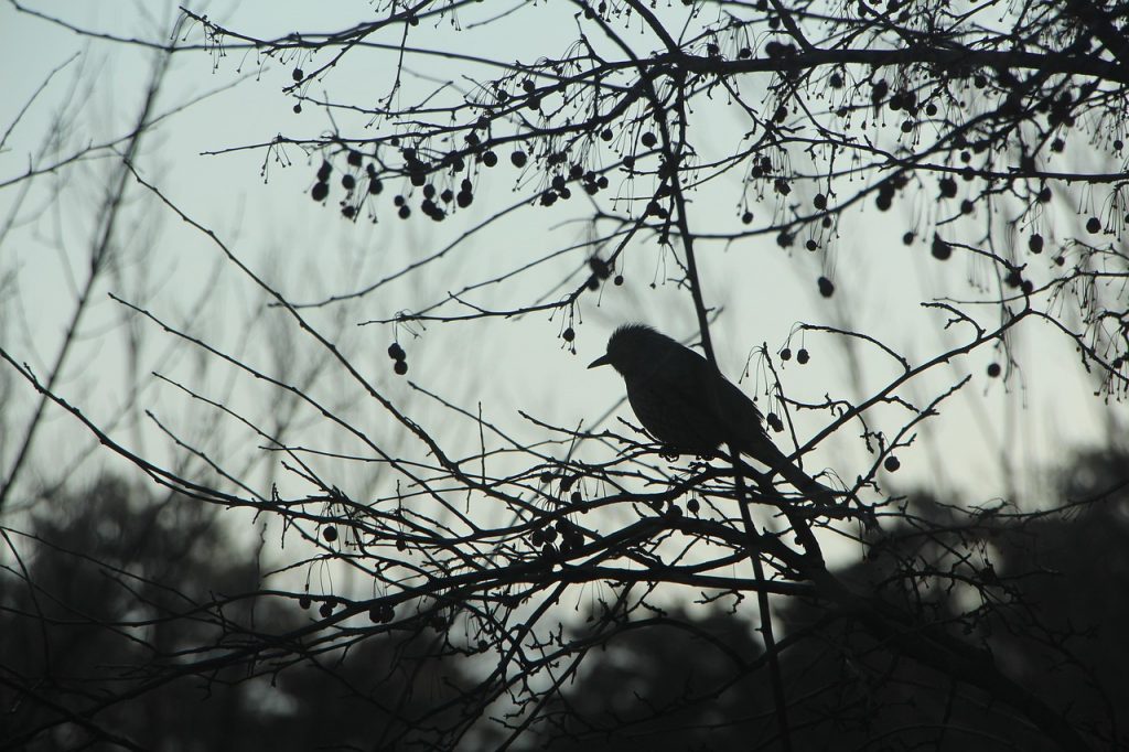 Ein kleiner Singvogel sitzt in Zweigen vor einem grauen Himmel.