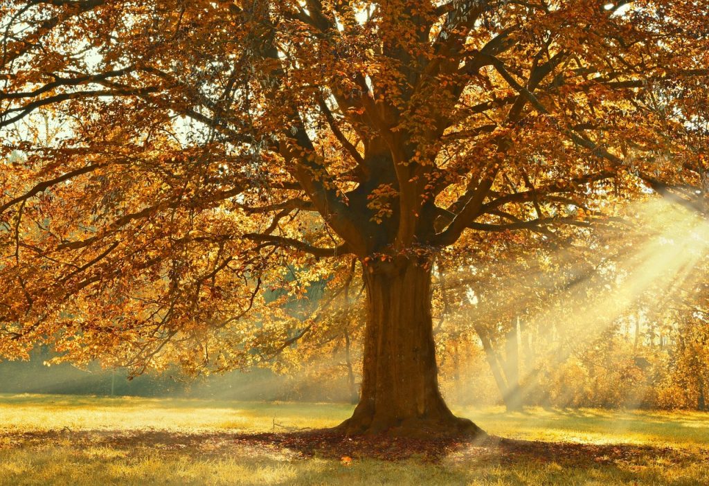 Ein Baum mit gelb-rötlich gefärbtem Laub wird von einer tief stehenden Sonne beschienen.